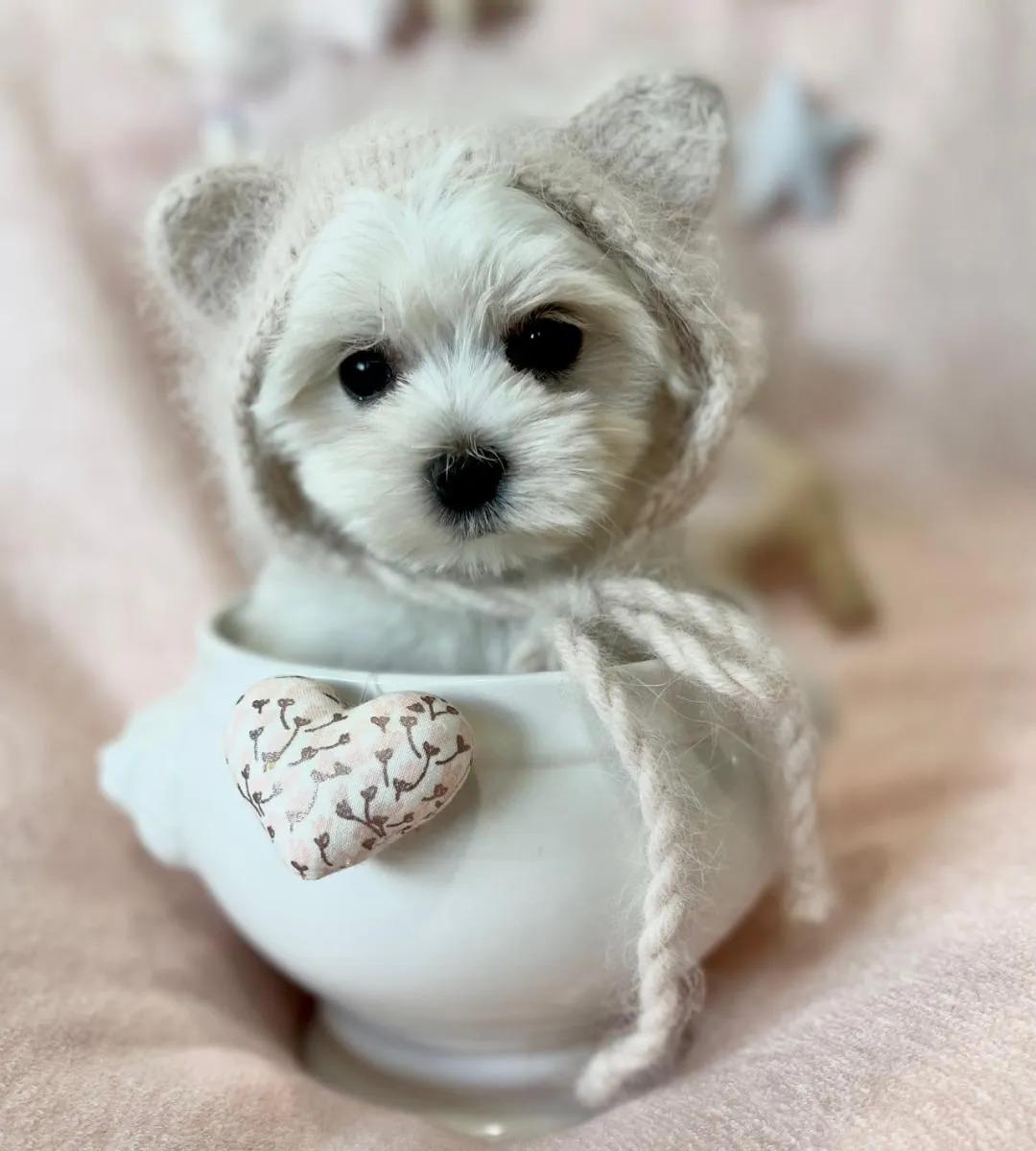 Dog Boutique Store logo