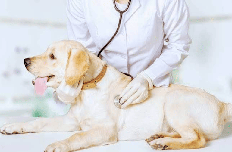 Rk Pet Clinic logo