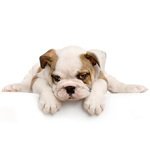 Shaggy's Dog Wash &amp; Grooming logo