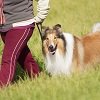 Top Dog Kennel logo