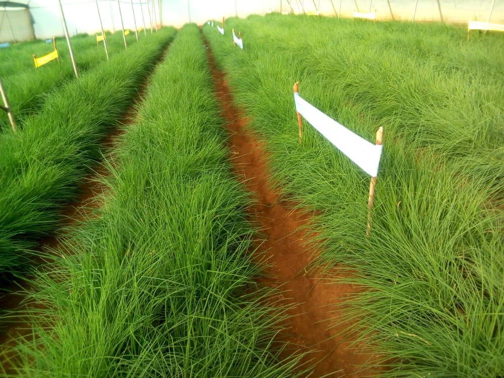 Rwathia Agrofarm