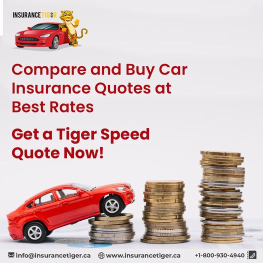 Insurance Tiger