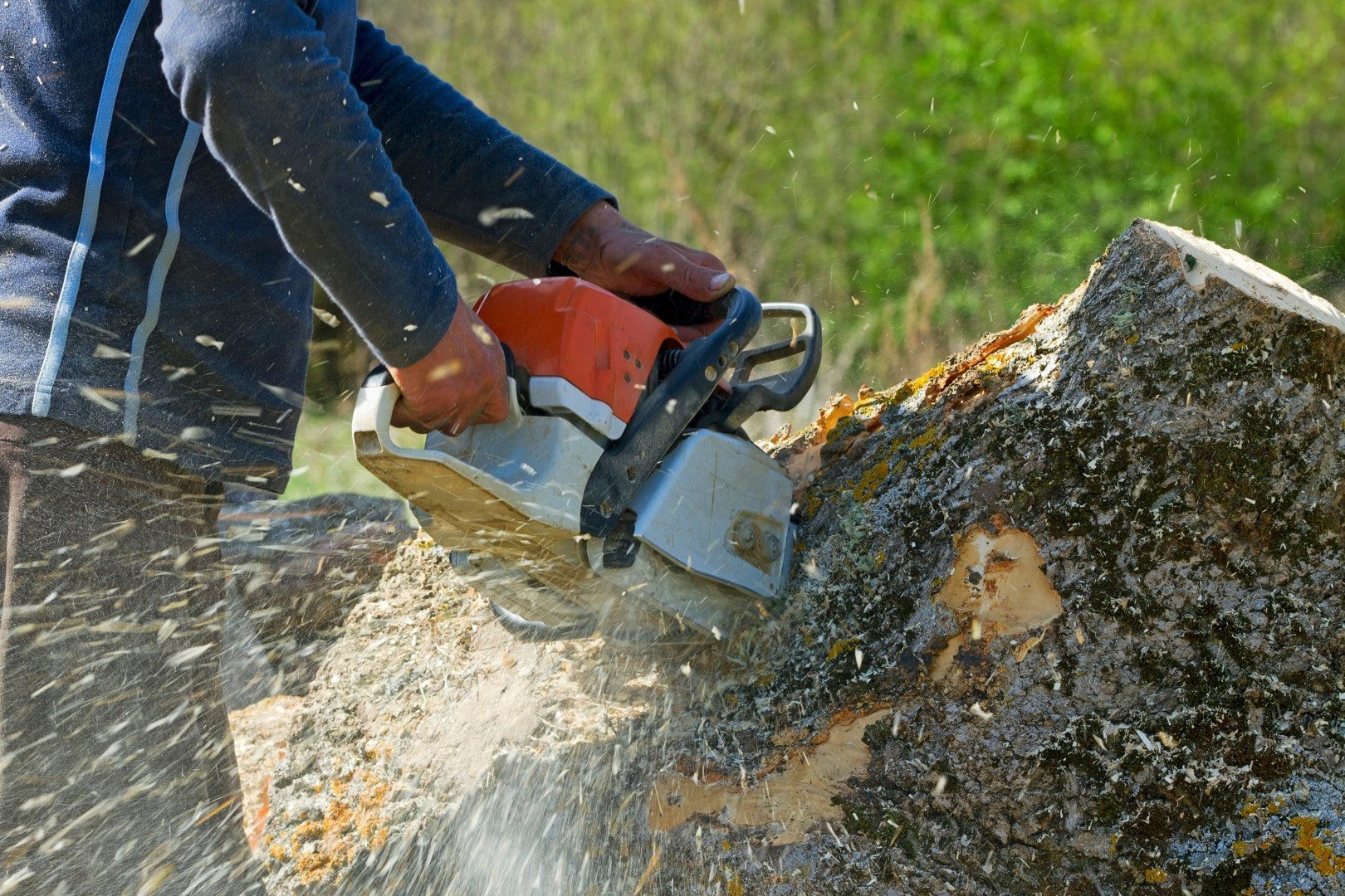 Parsippany Tree Services