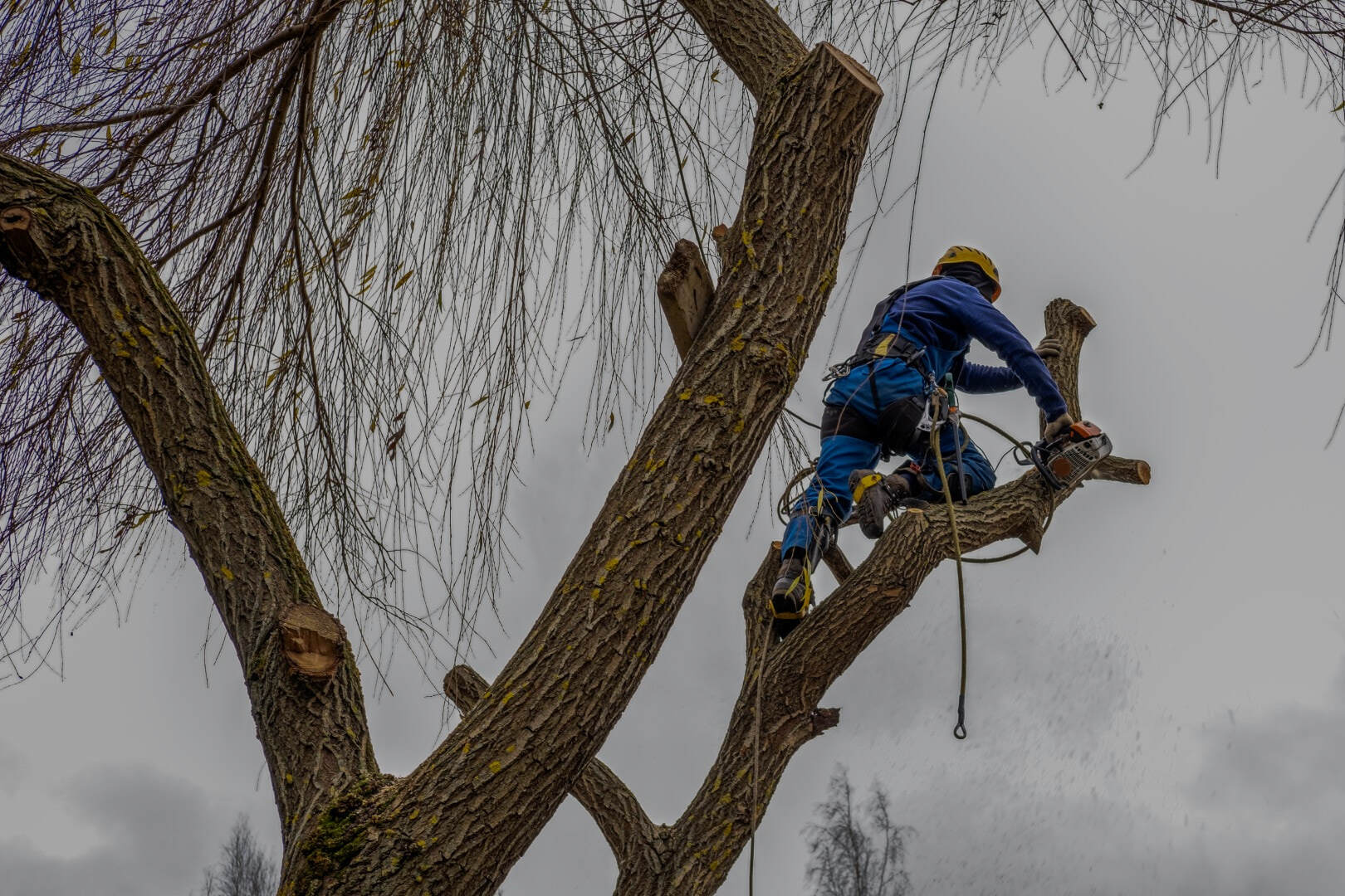 Parsippany Tree Services