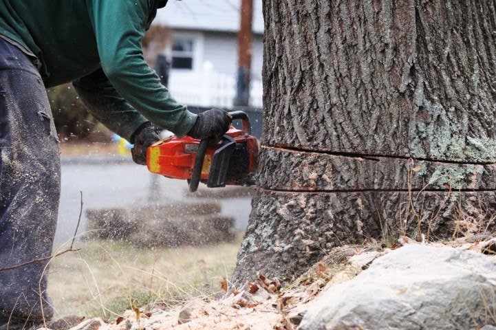 Parsippany Tree Services