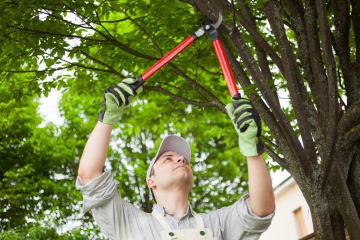 Parsippany Tree Services