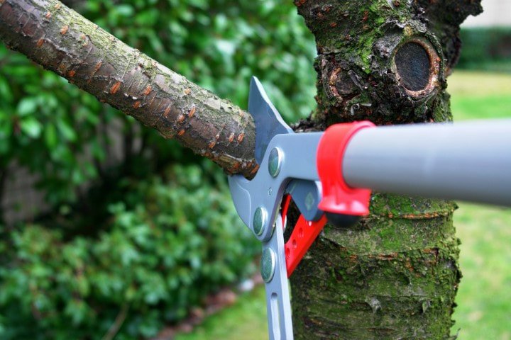 Parsippany Tree Services