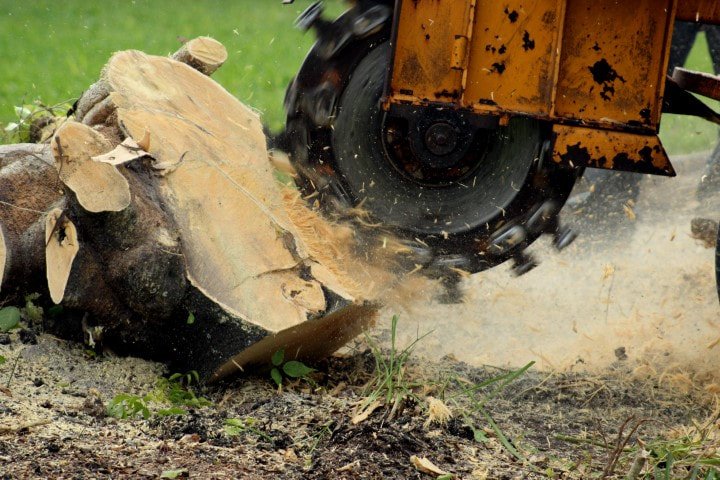 Parsippany Tree Services