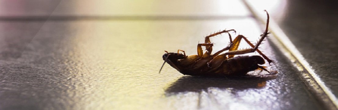 Bugs and Beyond Pest &amp; Wildlife Control