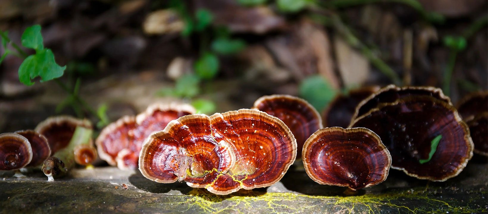 The Functional Mushroom Company