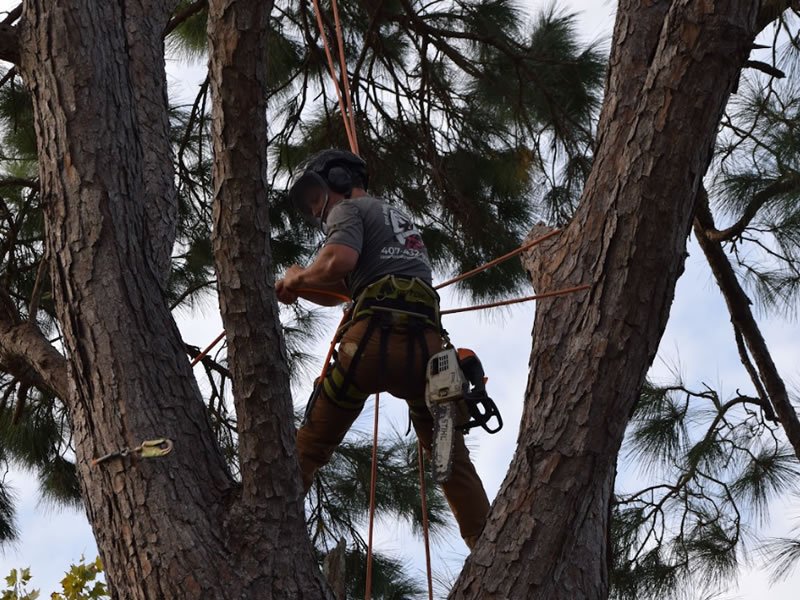Cox Arboriculture Services