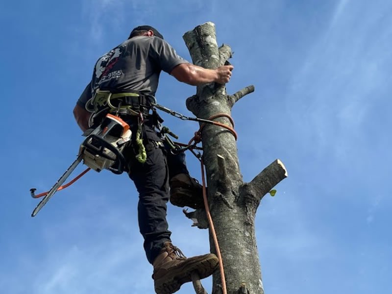 Cox Arboriculture Services