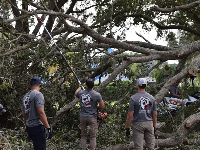 Cox Arboriculture Services