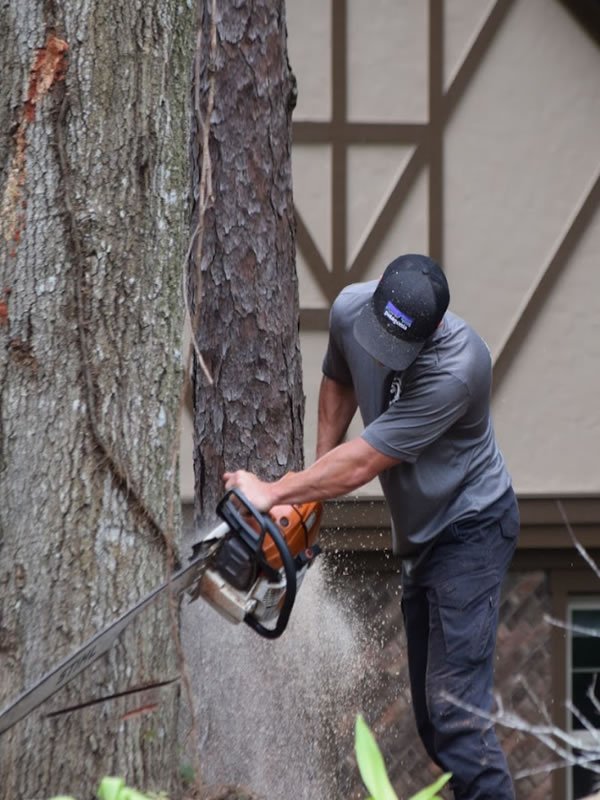 Cox Arboriculture Services
