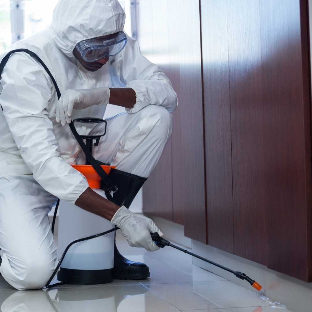 Bugs Or US Pest Control