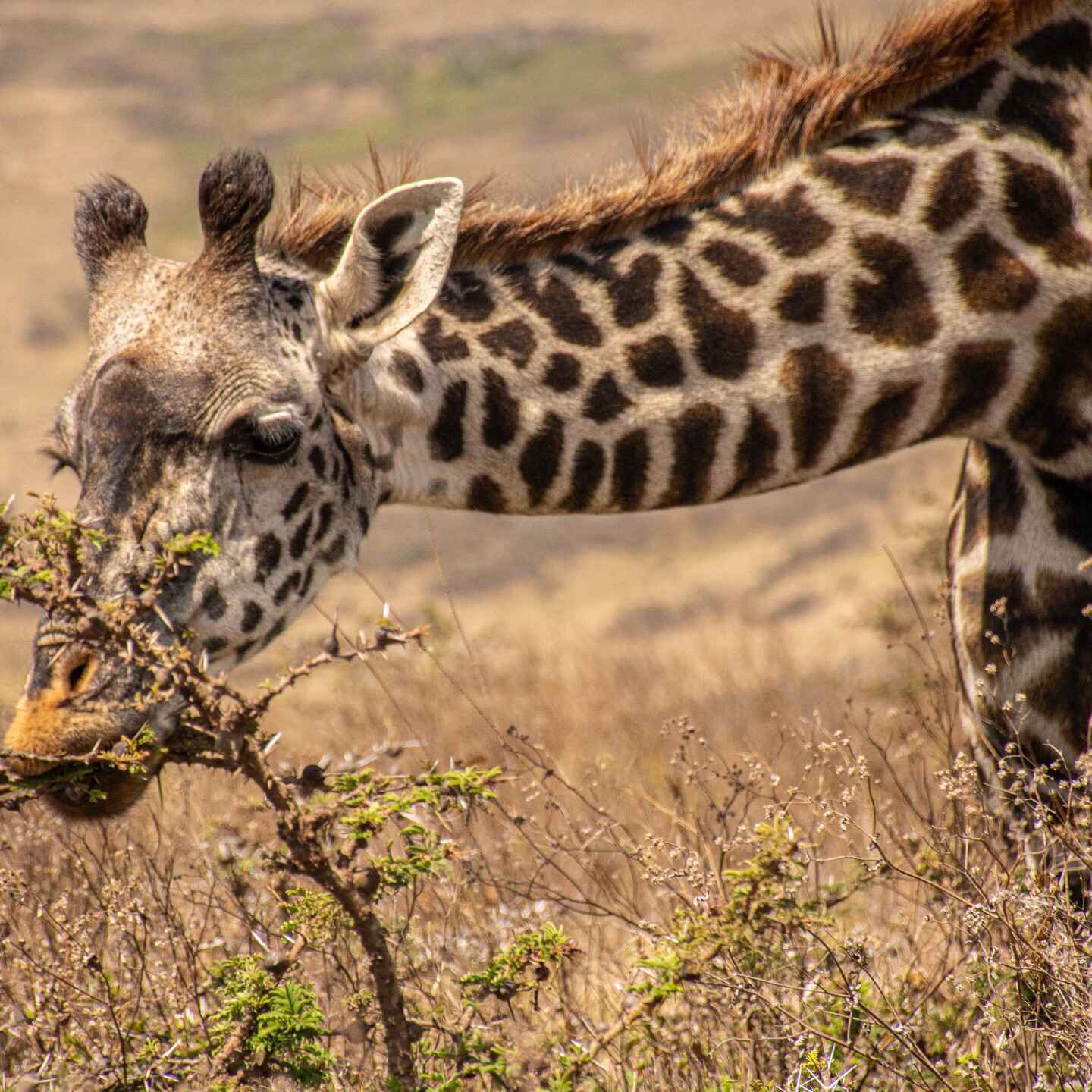 Soke Safari