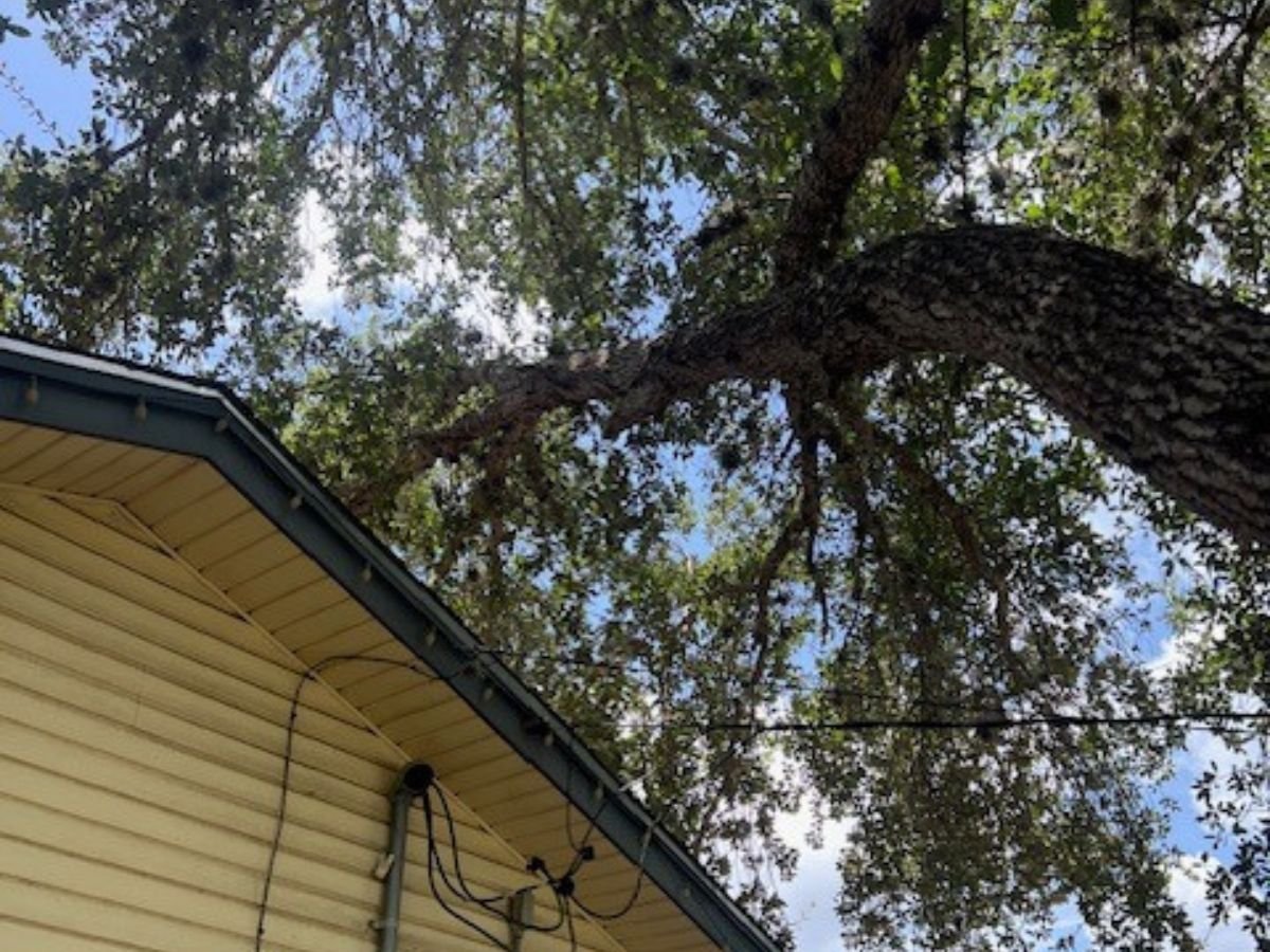 Beeville Tree Service LLC
