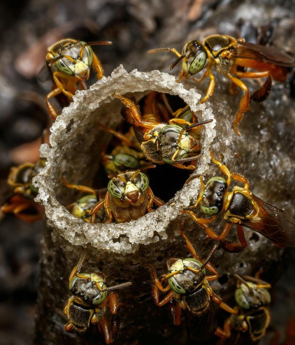 Wasps Control Melbourne