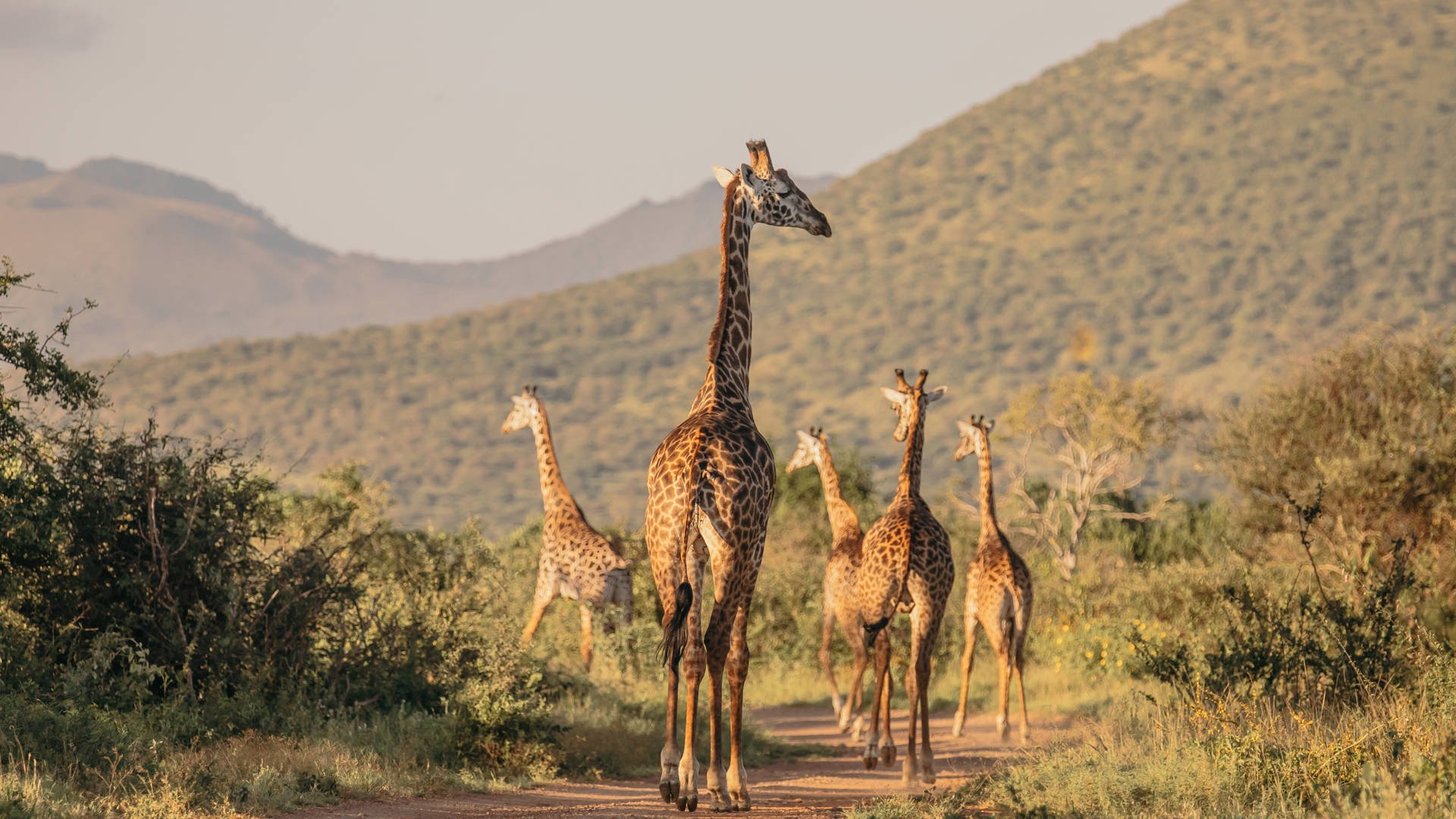 KIWOITO AFRICA SAFARIS