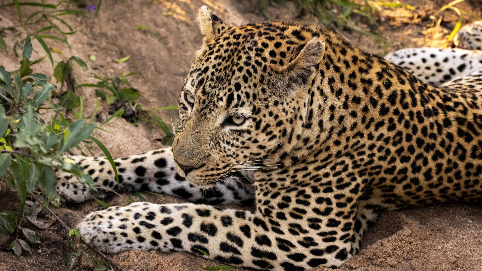 KIWOITO AFRICA SAFARIS