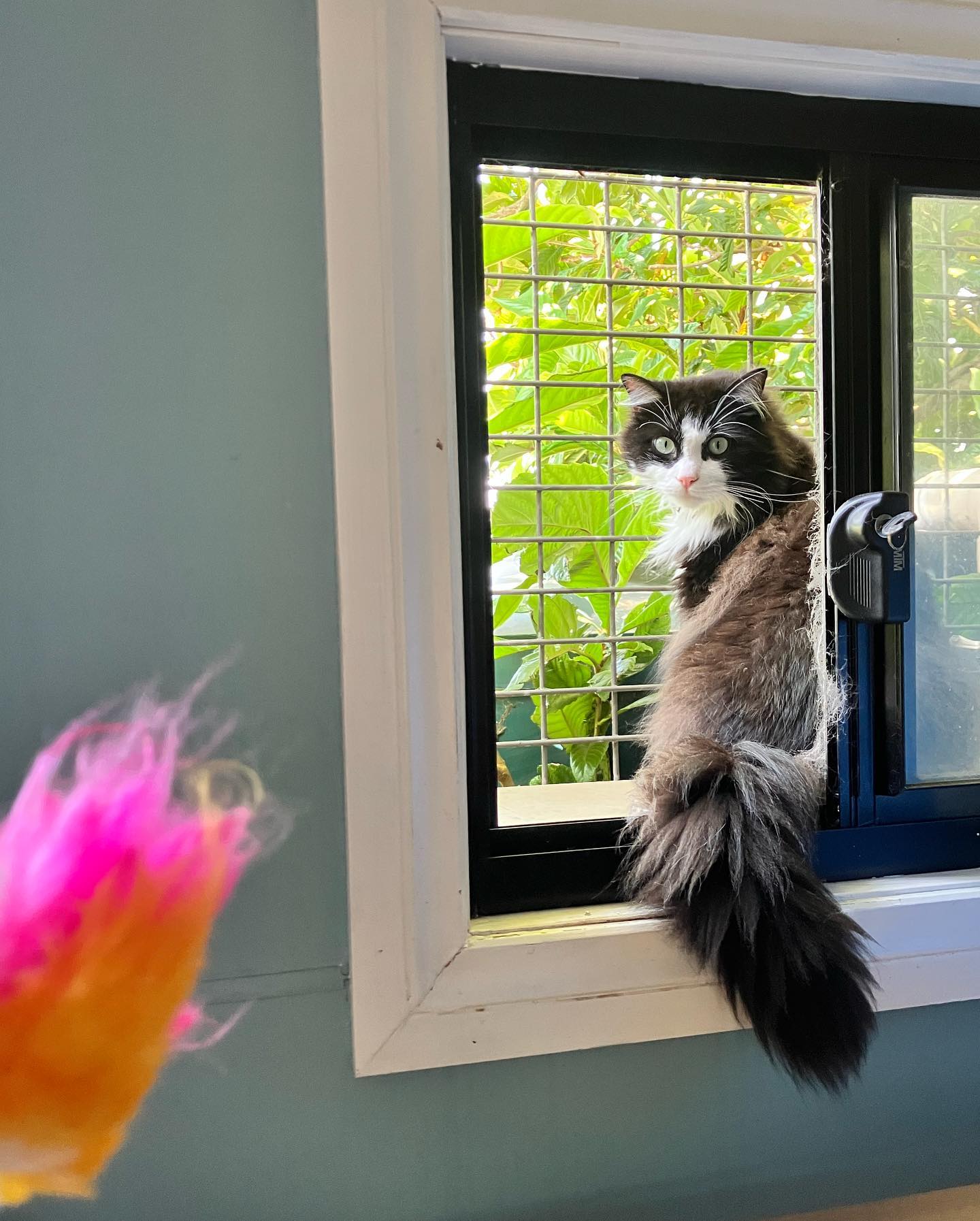 A Dogs Domain and Cats too