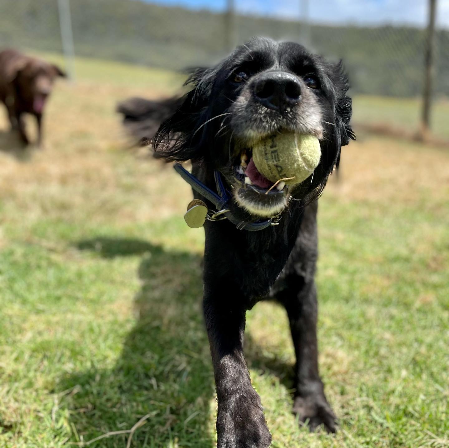 A Dogs Domain and Cats too