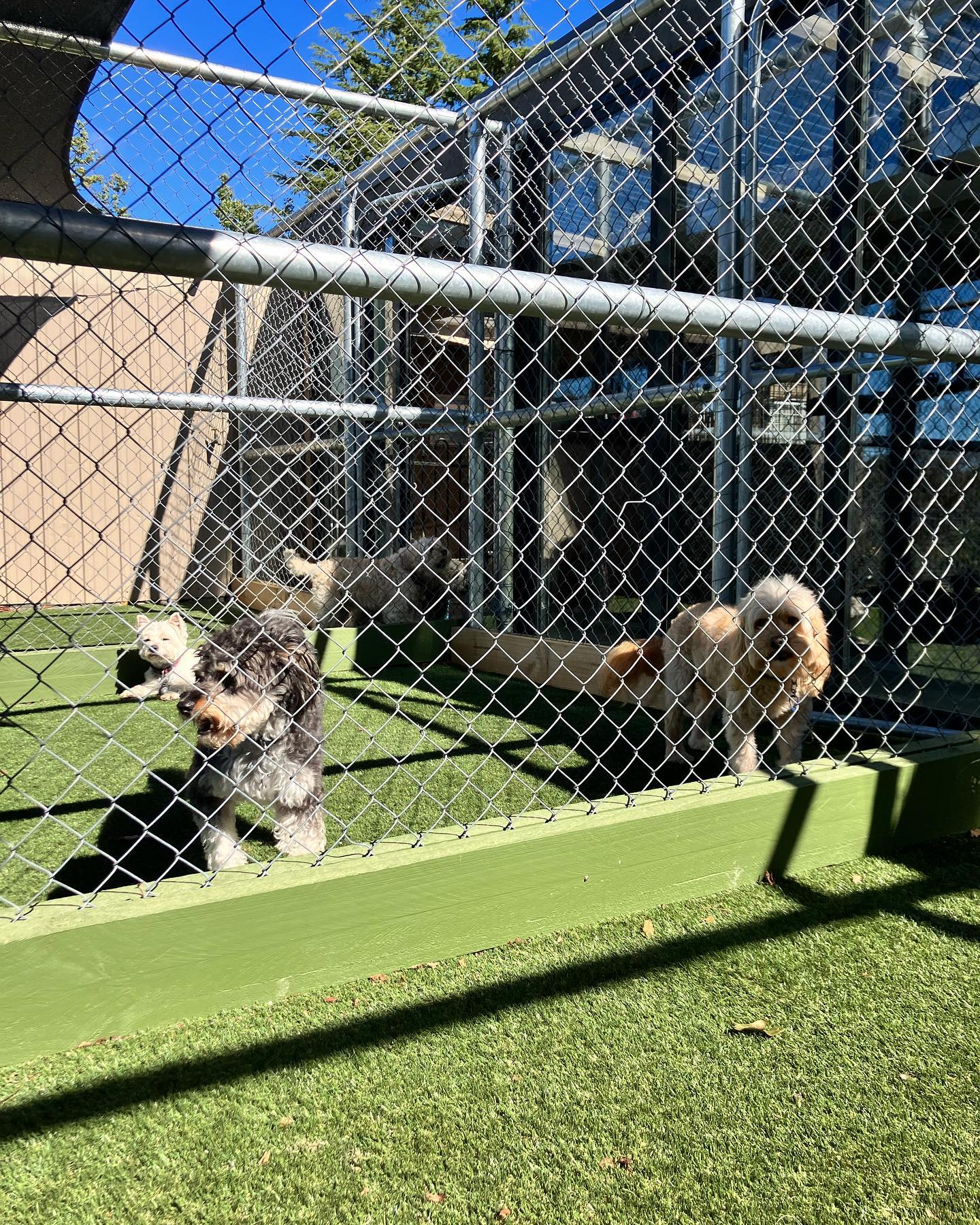 A Dogs Domain and Cats too
