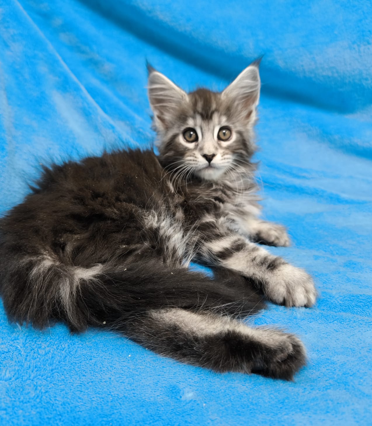 Royal Maine Coon Cattery logo