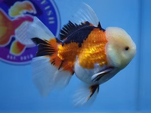 ChuChuGoldfish