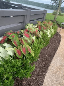 Greenline Landscape and Irrigation