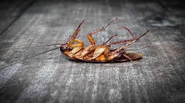 Pest Control Services 360
