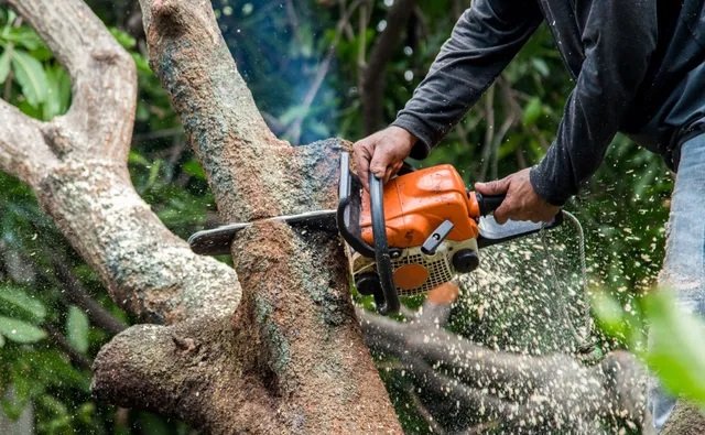 Mighty Tree Movers Inc.
