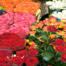 Pampered Lady Florist
