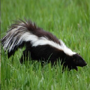 Bug Free Pest Control, LLC