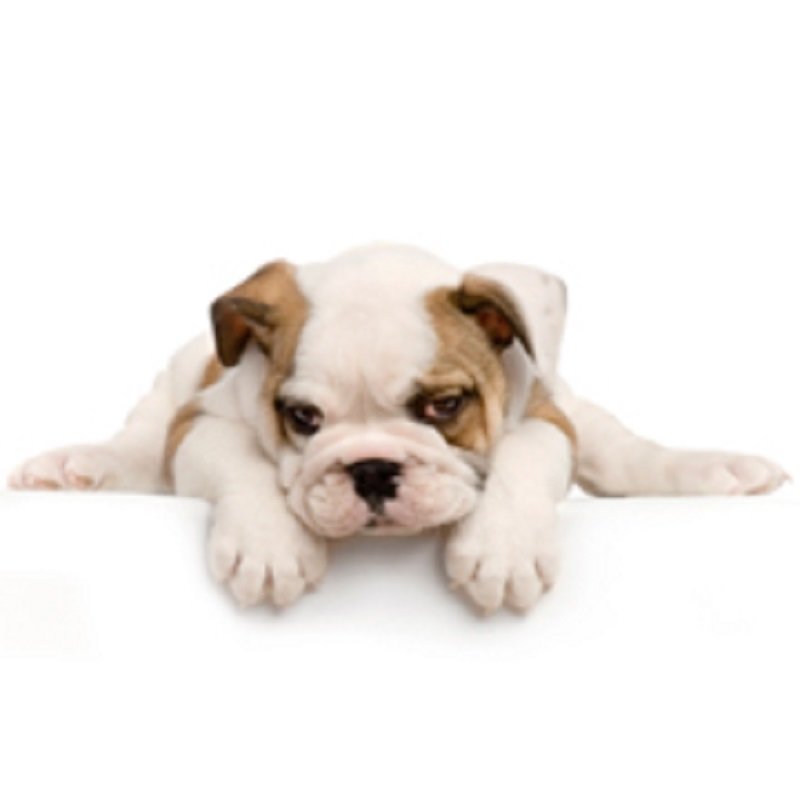 Pet Supplies Plus - Somersworth logo