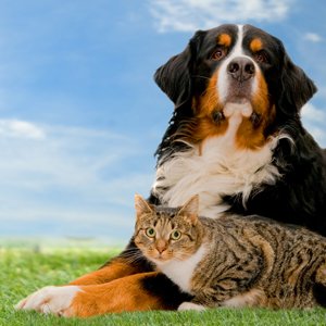 Top Dog Kennel