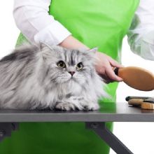 Rover Makeover Grooming