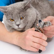 Rover Makeover Grooming