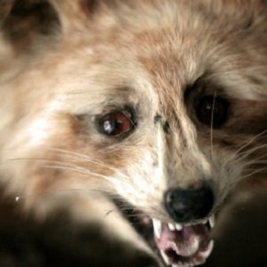 Delta Quest Taxidermy