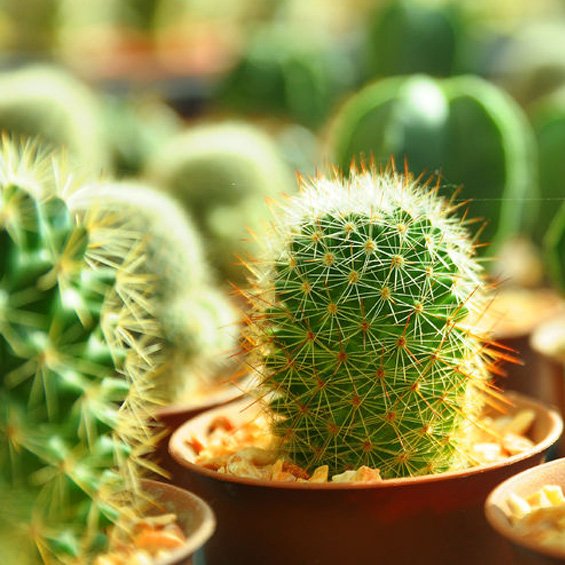 Michigan West Shore Nursery