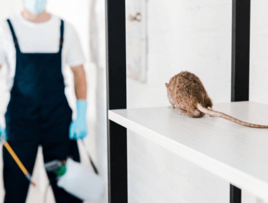 Rats Pest Control Perth