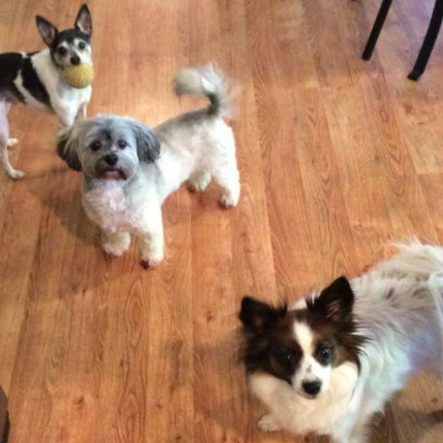 Debbie’s Pet and House Sitting