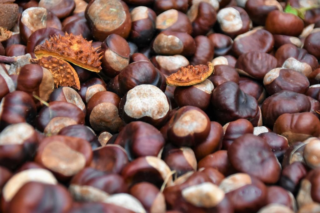 Food exports to Germany - nuts